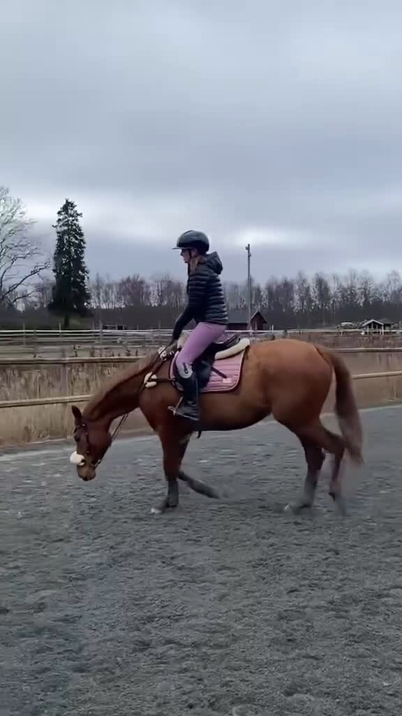 Allround hästar till salu: Drömhäst till Salu - Video 1