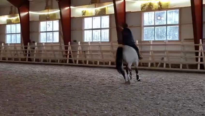 Allround hästar till salu: Hingstunge med utstrålning.  i Falköping - Video 1