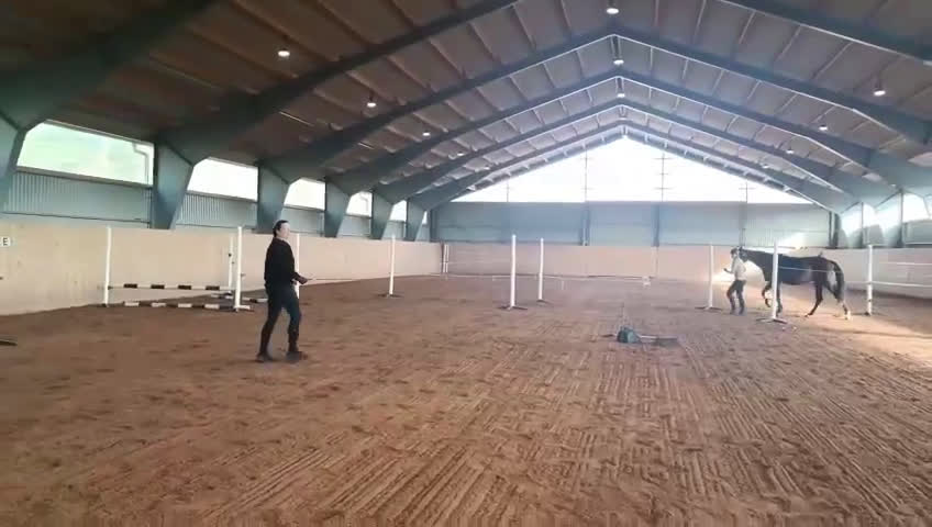 Hoppning hästar till salu: Ädel Sporthäst i Mönsterås - Video 5