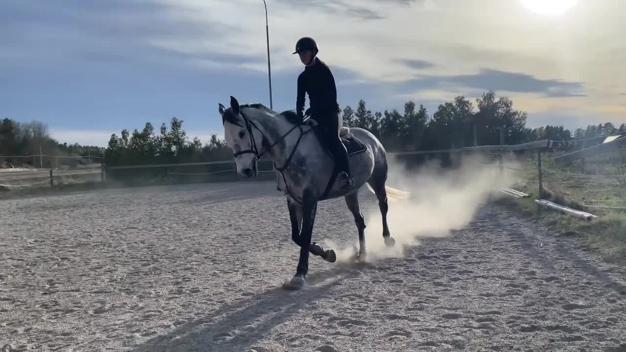 Allround hästar till salu: Projekthäst - Video 2