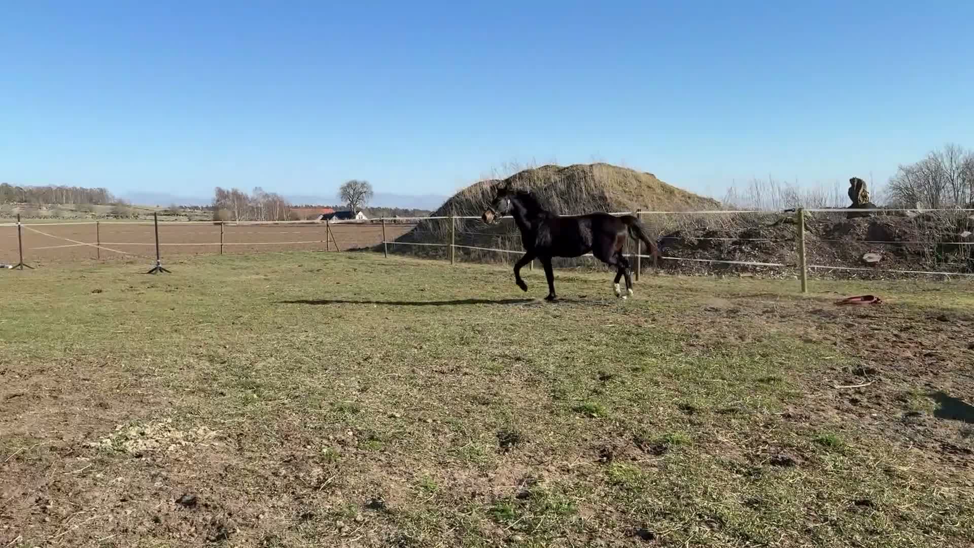 Hoppning hästar till salu: Sportigt ungsto för hoppning eller fälttävlan - Video 3