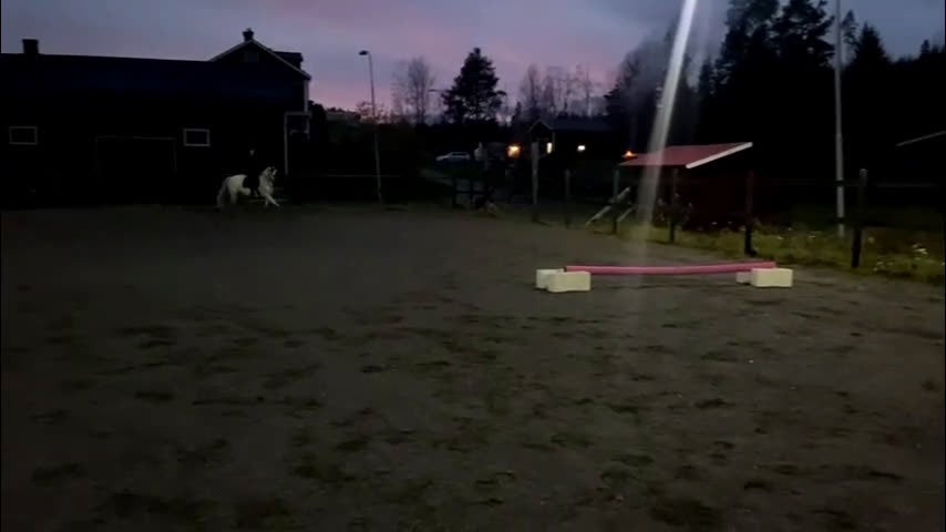 Allround hästar till salu: Unghäst som blir det du gör han till - Video 5