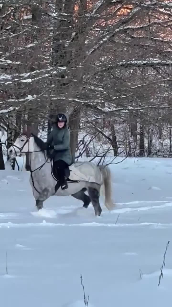 Hoppning hästar till salu: Kvalitetsponny med stor kapacitet  - Video 3