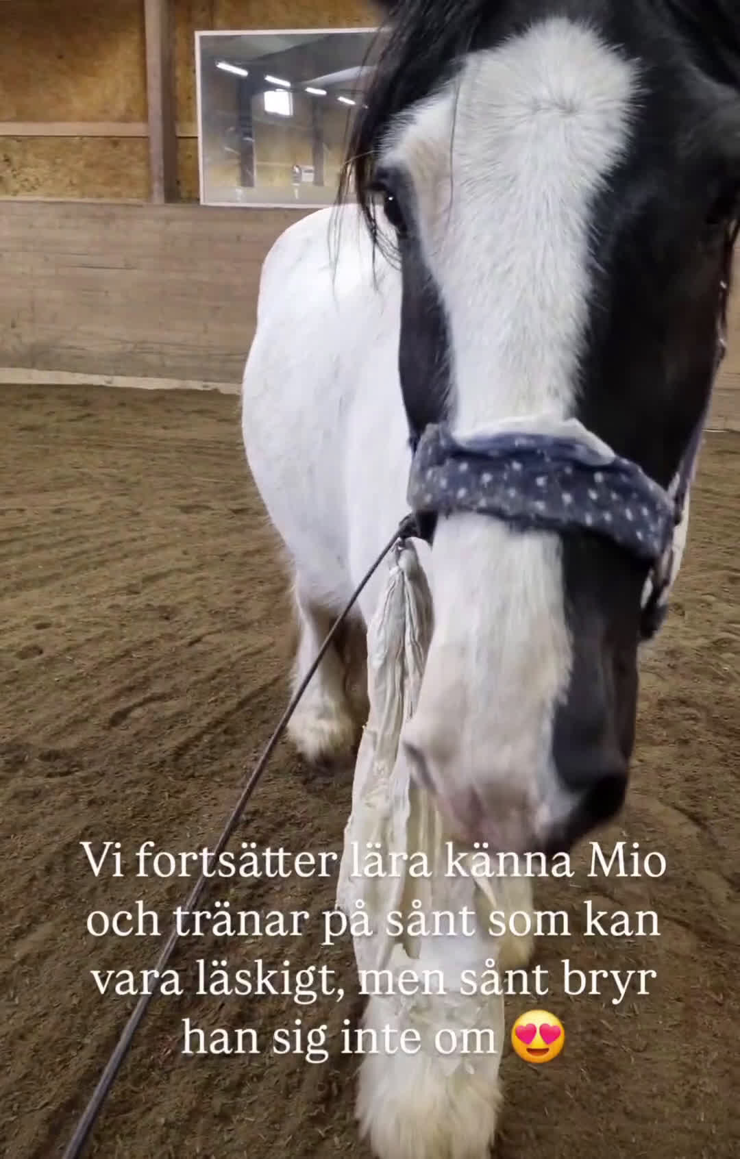 Allround hästar till salu: Mio söker nytt hem i Svenstavik - Video 2