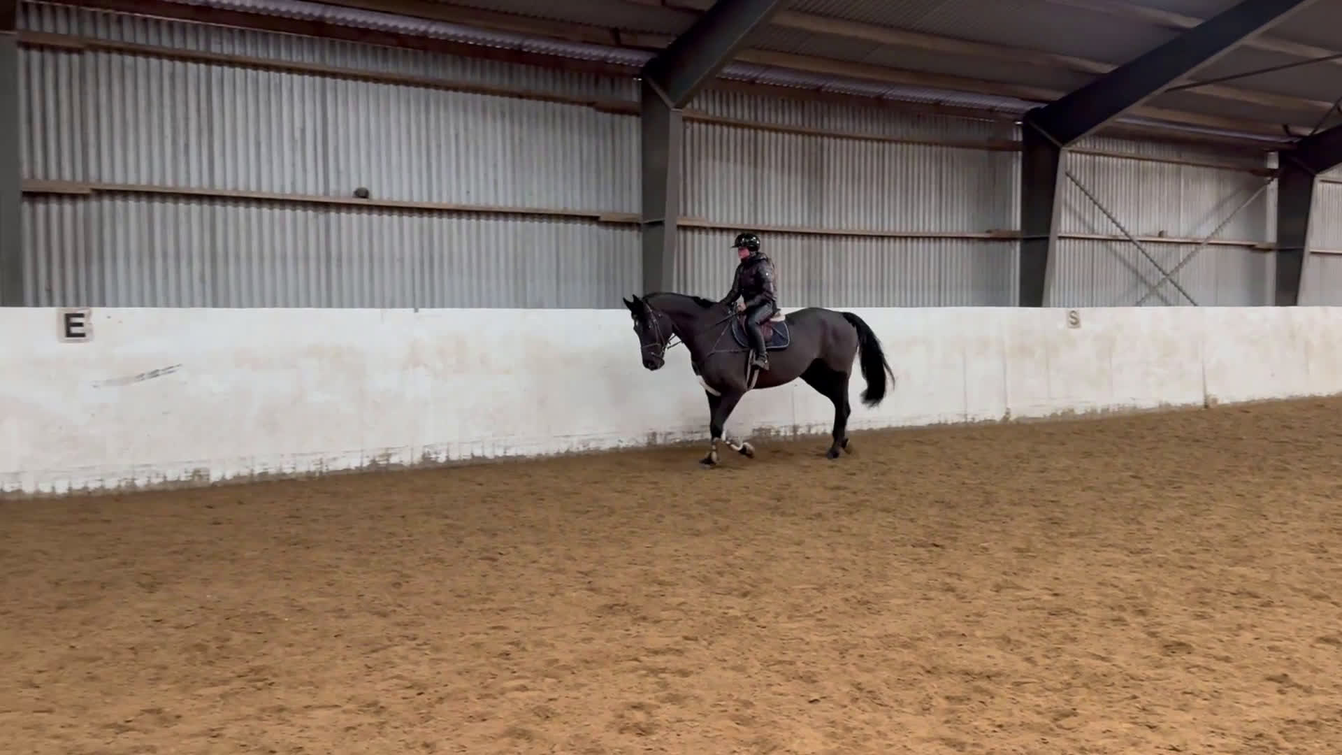 Allround hästar till salu: FYND 🌟 i Helsingborg - Video 2