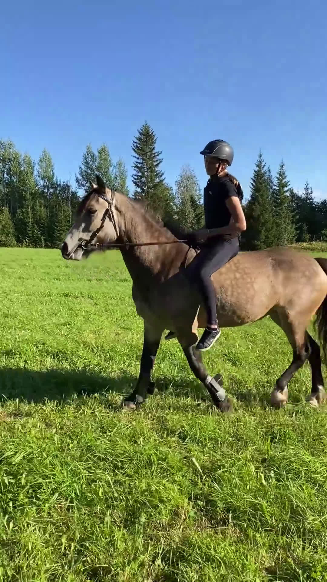 Allround hästar till salu: Charmigt sto för ridning/körning  i Östersund - Video 1