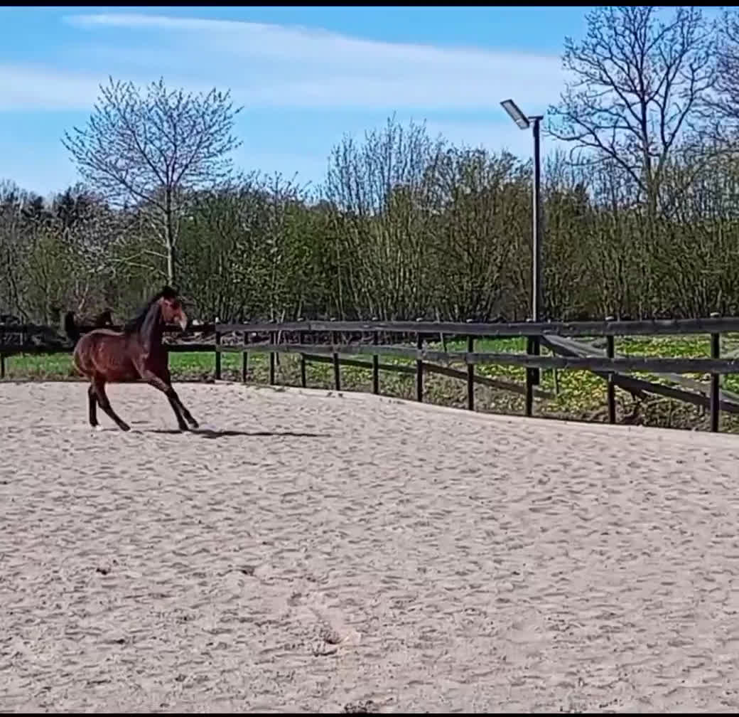 Allround hästar till salu: Underbart temperament och härliga gångarter! i Korsberga - Video 2