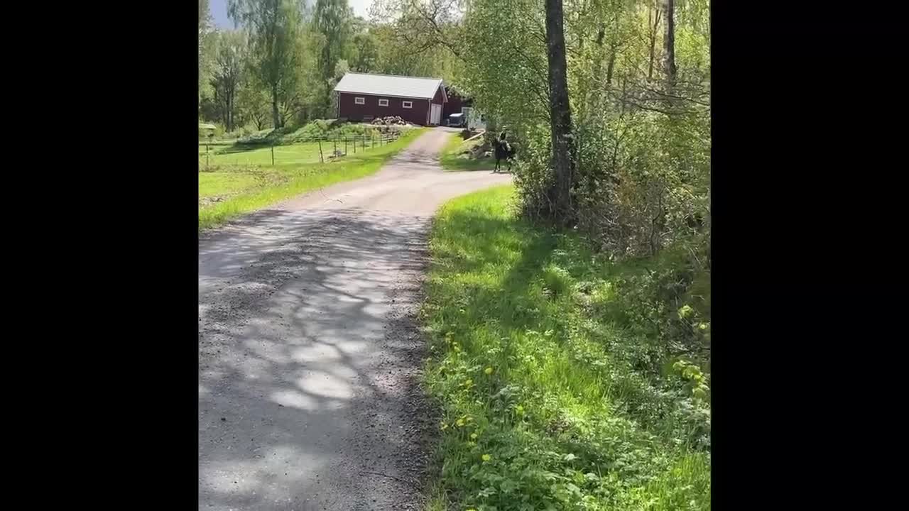Allround hästar till salu: Bponny Allround körning/hopp/dressyr - Video 1