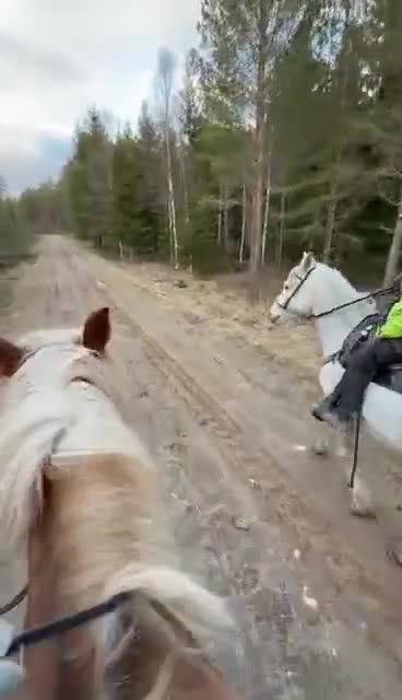 Allround hästar till salu: Söker ny bästa kompis  - Video 2