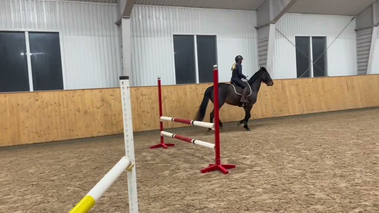 Allround hästar till salu: Vackert sto!  - Video 1