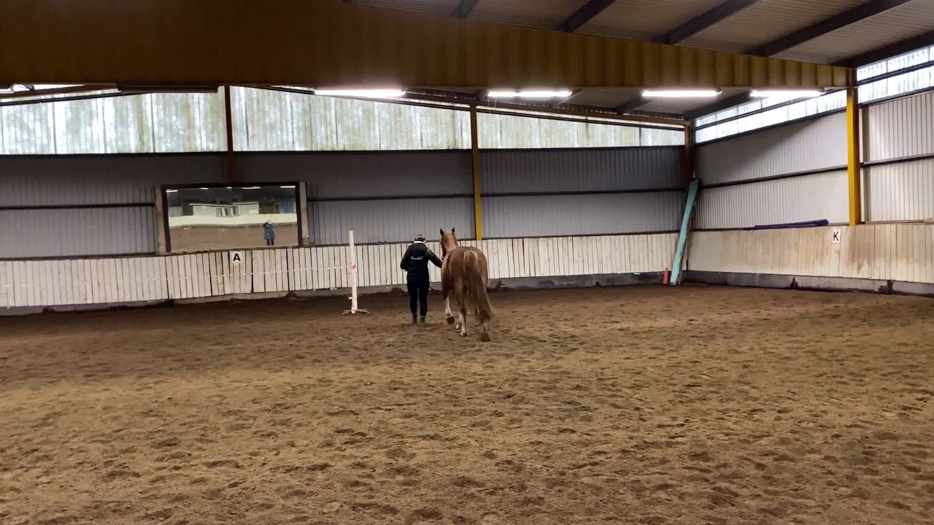 Allround hästar till salu: Trevlig ungponny - Video 2