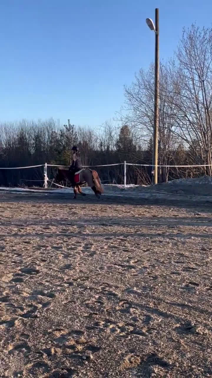 Trav hästar till salu: Olaf - fartfylld och charmig ponnytravare i Östersund - Video 2