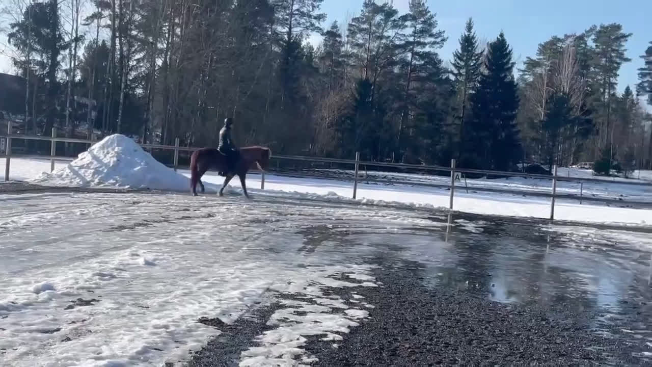 Island hästar till salu: Trevlig fyrgångs valack - Video 1
