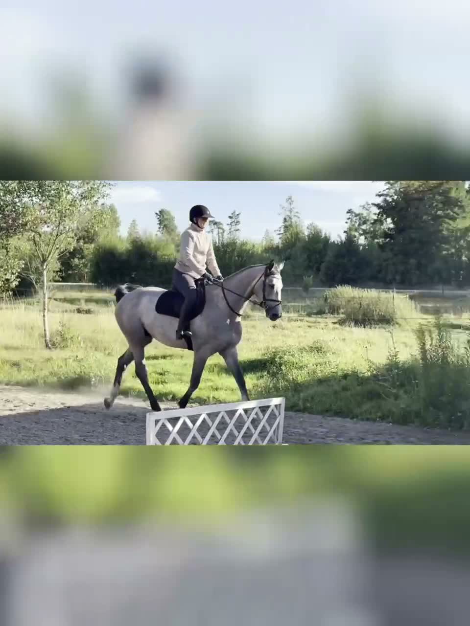 Hoppning hästar till salu: Otroligt mysig unghäst  - Video 1