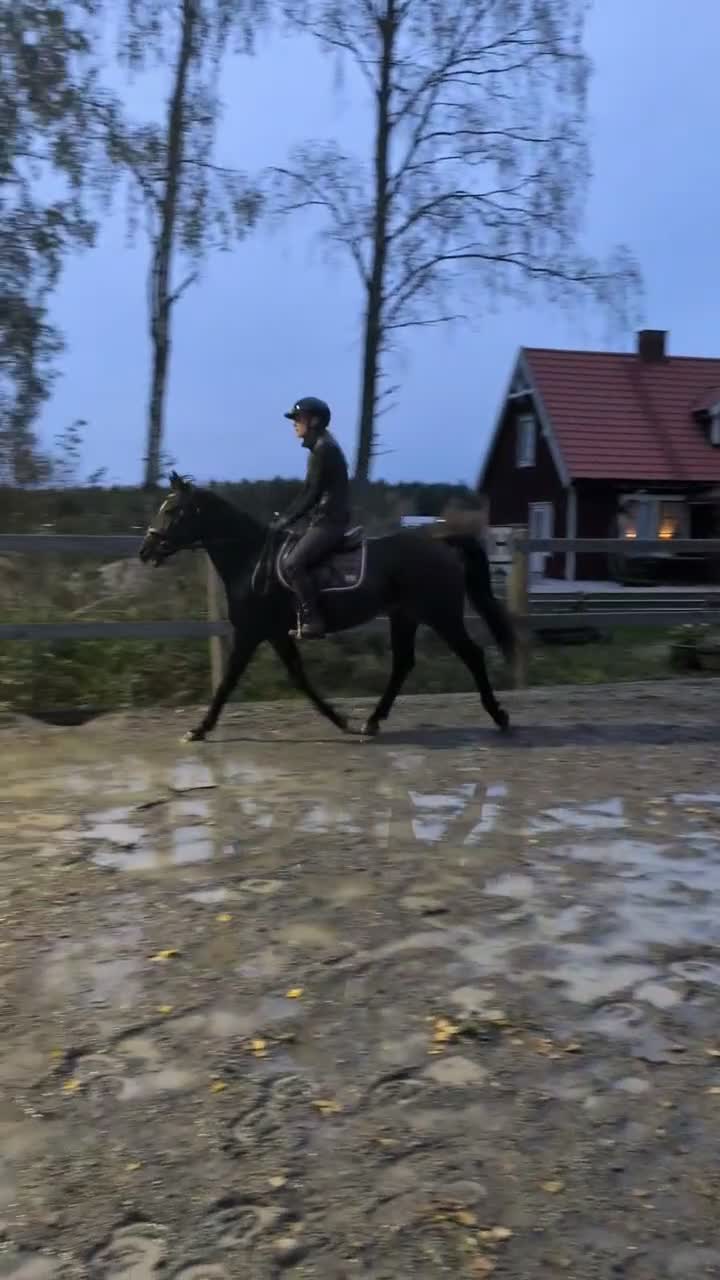 Allround hästar till salu: Artist - Video 1