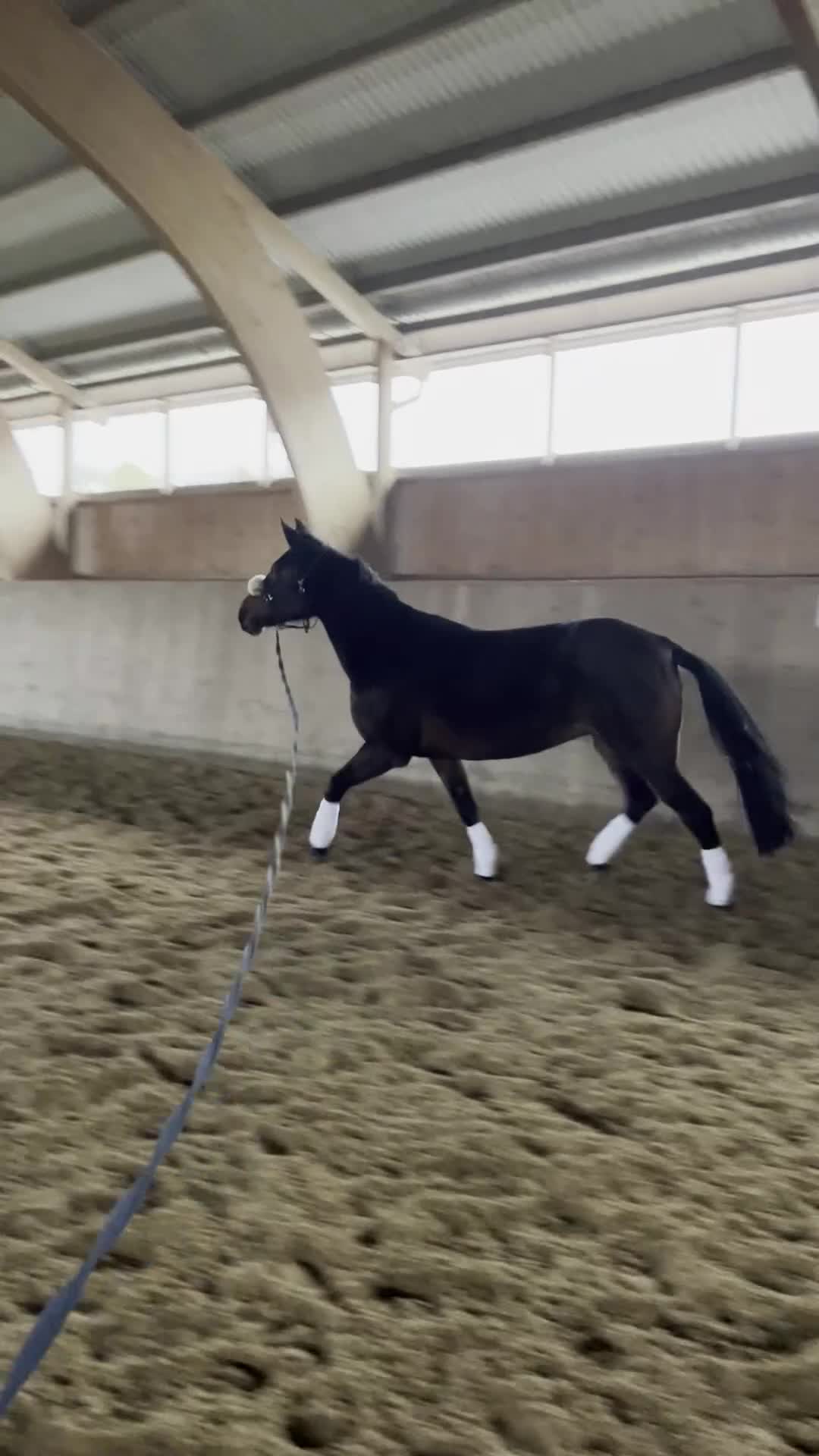 Allround hästar till salu: Enastående allround häst - Video 4