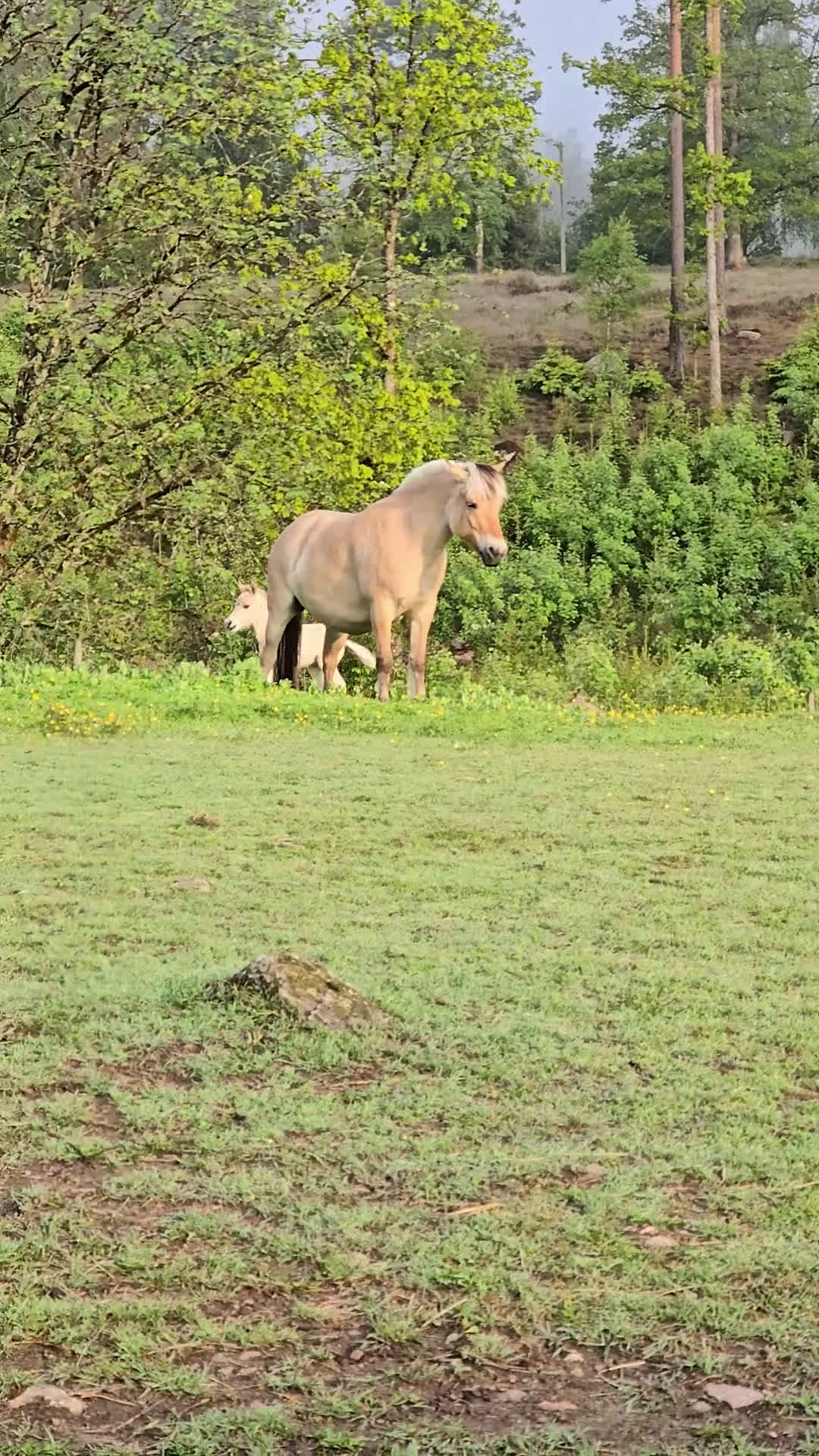 Allround hästar till salu: Charmig fjordhäst - Video 1