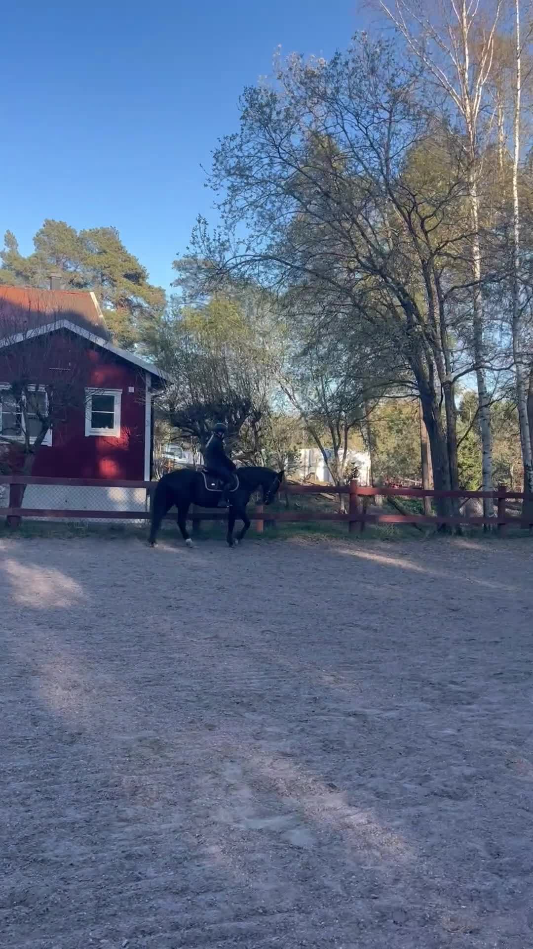 Allround hästar till salu: Oslipad diamant! - Video 3