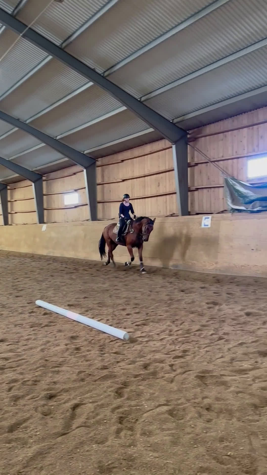 Akademiskt hästar till salu: SÖKER FODERVÄRD i Strängnäs - Video 1