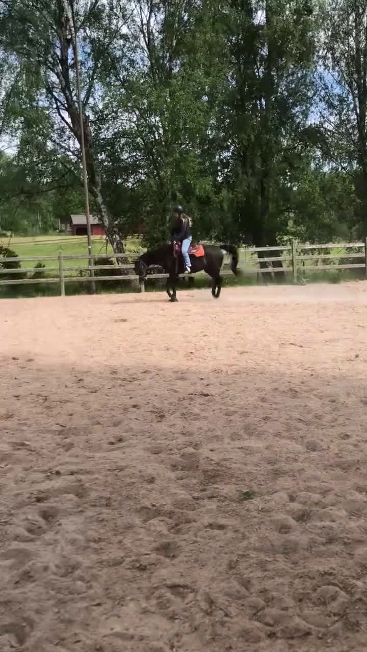 Allround hästar till salu: Världens bästa kille!  i Bräkne-Hoby - Video 2