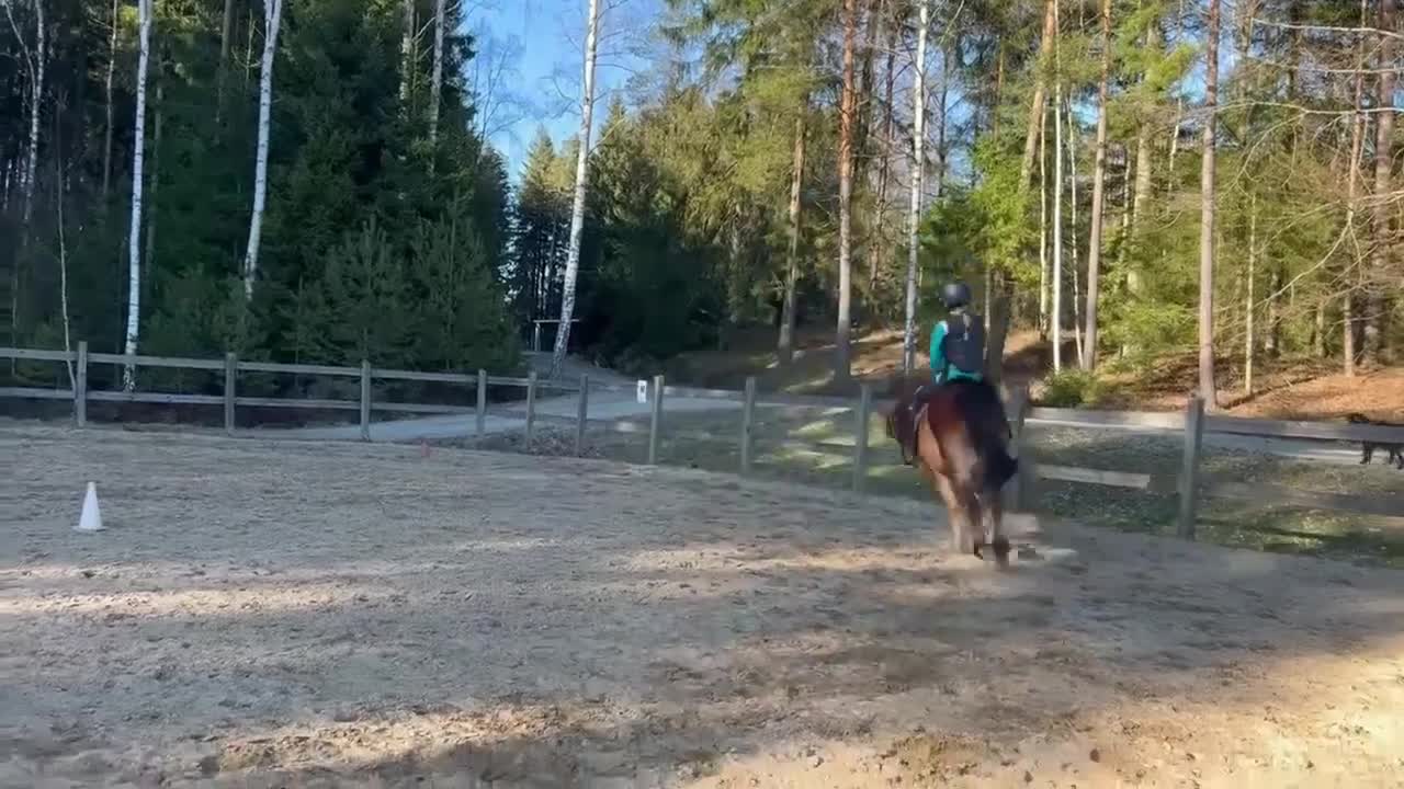 Allround hästar till salu: Fantastiska barnponnyer! :-)  - Video 2