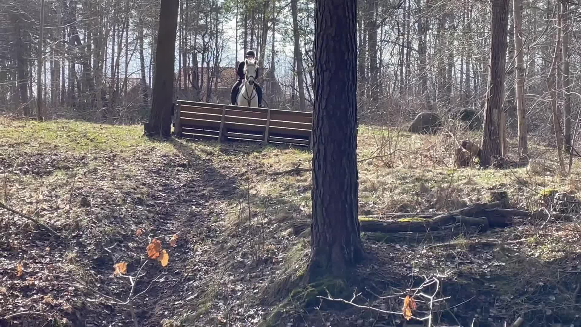 Hoppning hästar till salu: Fantastisk maxad D-ponny - Video 3