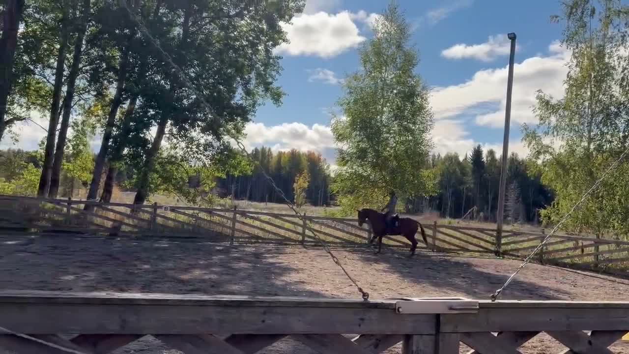 Dressyr hästar till salu: Otroligt snällt gångartssto - Video 2