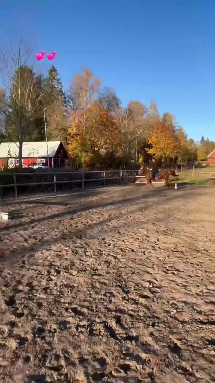 Western hästar till salu: Liten kille med stort hjärta i Skövde - Video 2