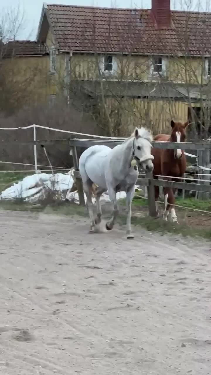 Hoppning hästar till salu: Säljes förmånligt pga ryttarbrist - Video 3