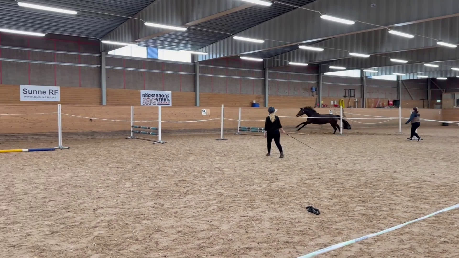 Hoppning hästar till salu: Vackert sto med lovande framtidsutsikter! - Video 2