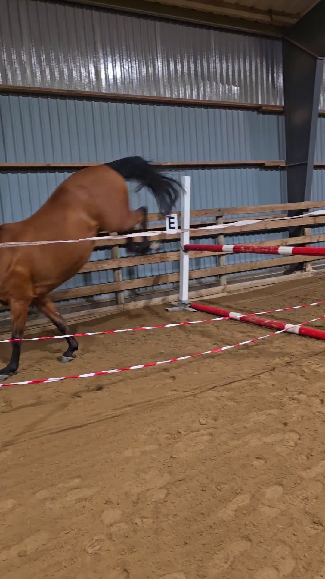 Allround hästar till salu: Mysig Halvblods valack  i Götene - Video 1