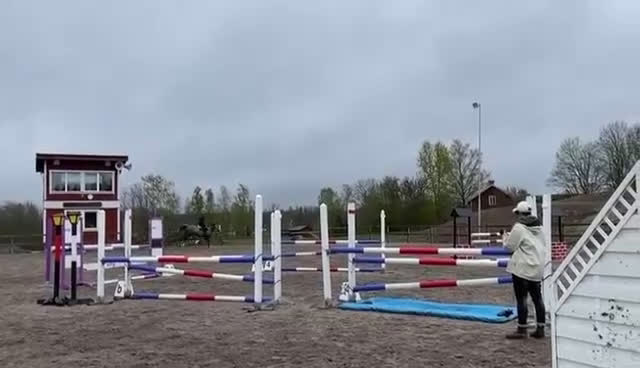 Allround hästar till salu: Trevligt allroundsto e Bravour - Video 1