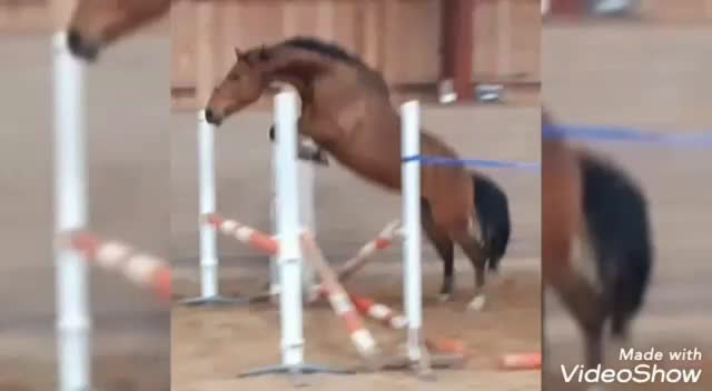 Allround hästar till salu: Rolig och personlig herre💎 i Tibro - Video 1