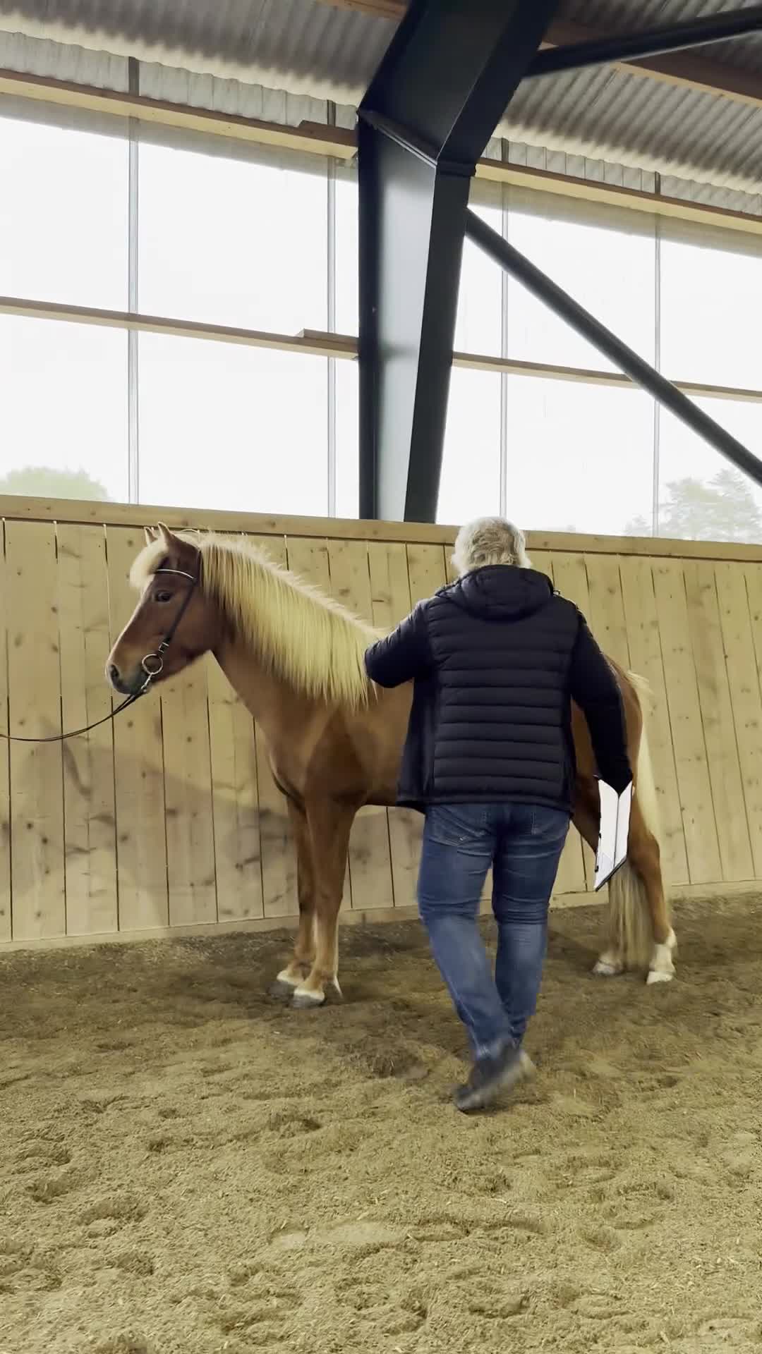 Island hästar till salu: Schysst femårigt sto med stor potential - Video 3