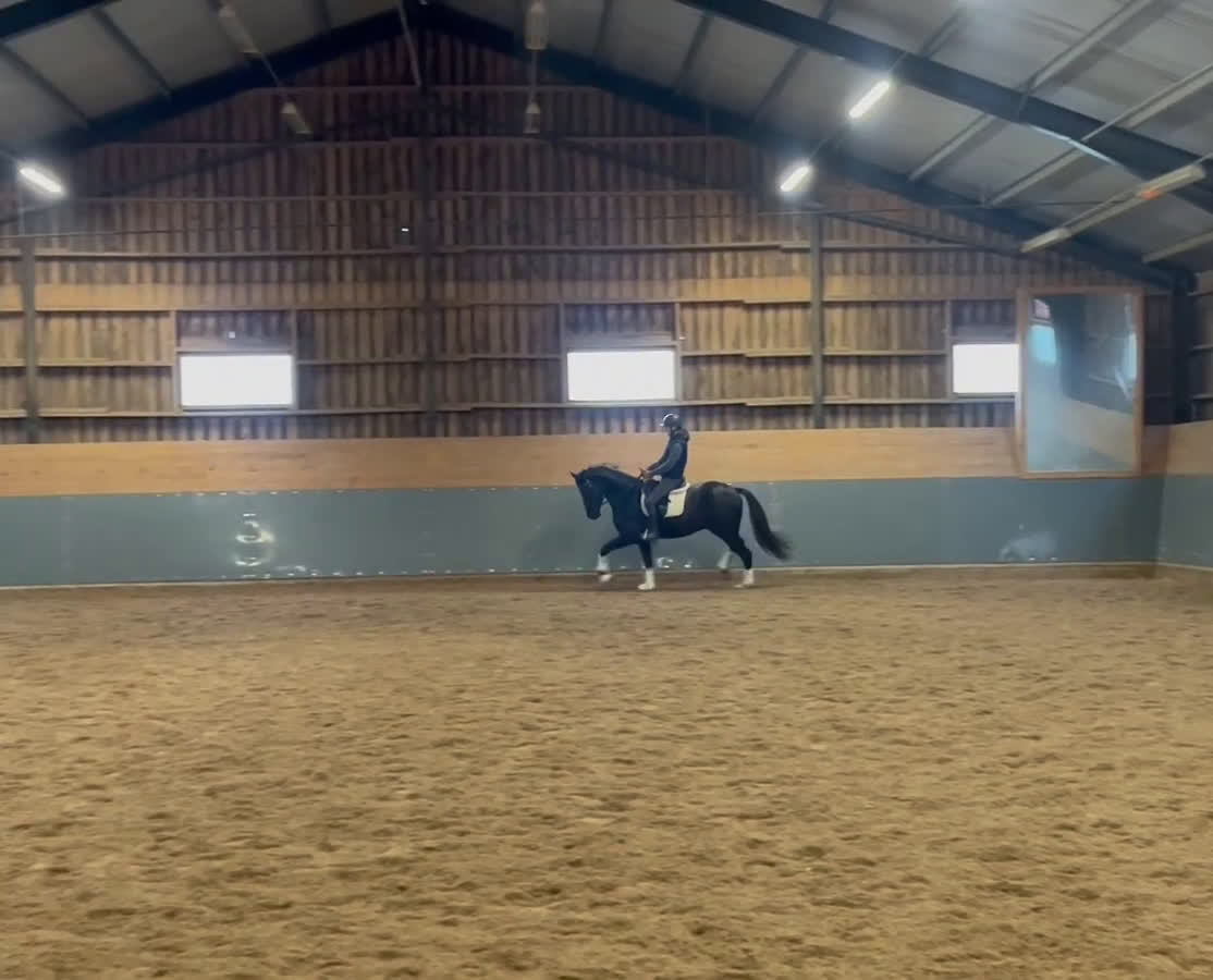 Dressyr hästar till salu: 4 årig mindre dressyrhäst med stor potential  - Video 1