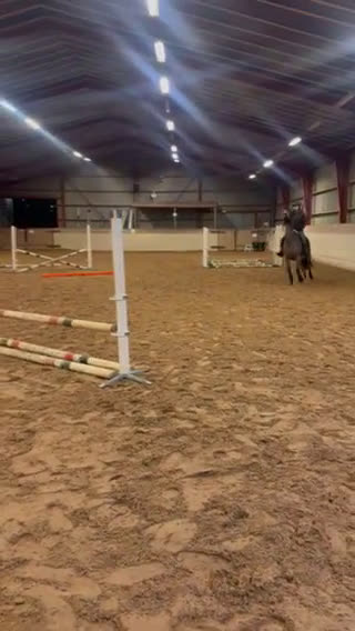 Allround hästar till salu: Världens bästa läromästare  i Lund - Video 4