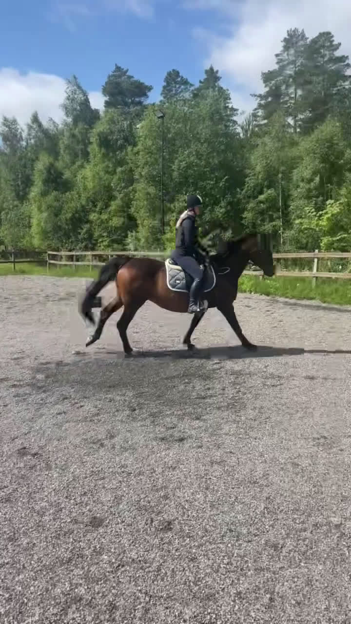  medryttarhäst finnes: Medryttare till sto i Bankeryd - Video 2