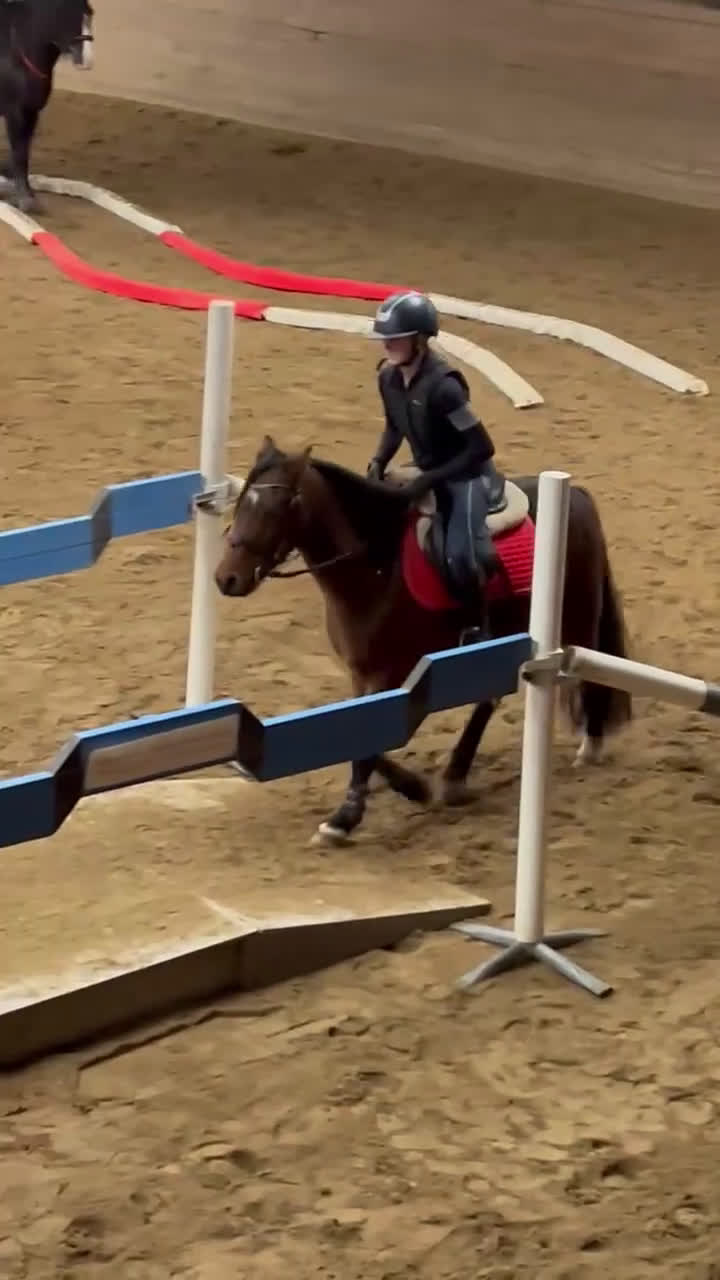 Allround hästar till salu: Vacker Maxad Allround B-ponny - Video 2