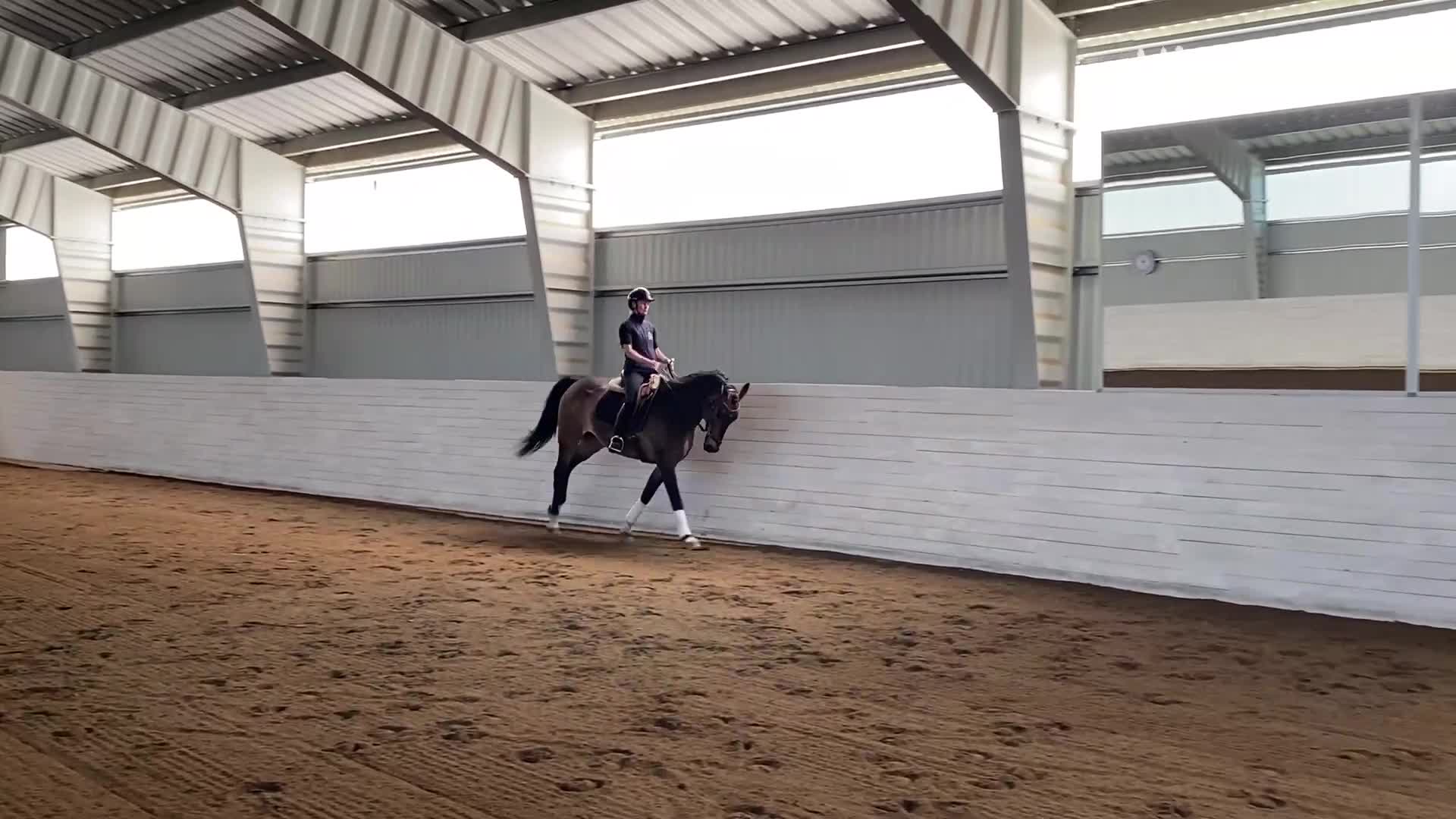 Dressyr hästar till salu: Mycket fin swb med bra psyke! - Video 1