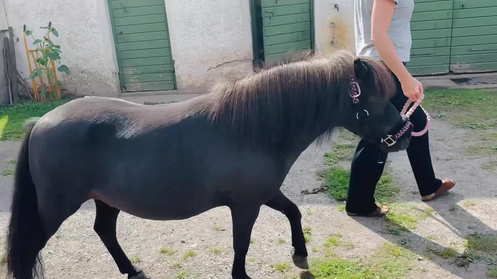Allround hästar till salu: Shetlandshäst valack - Video 1