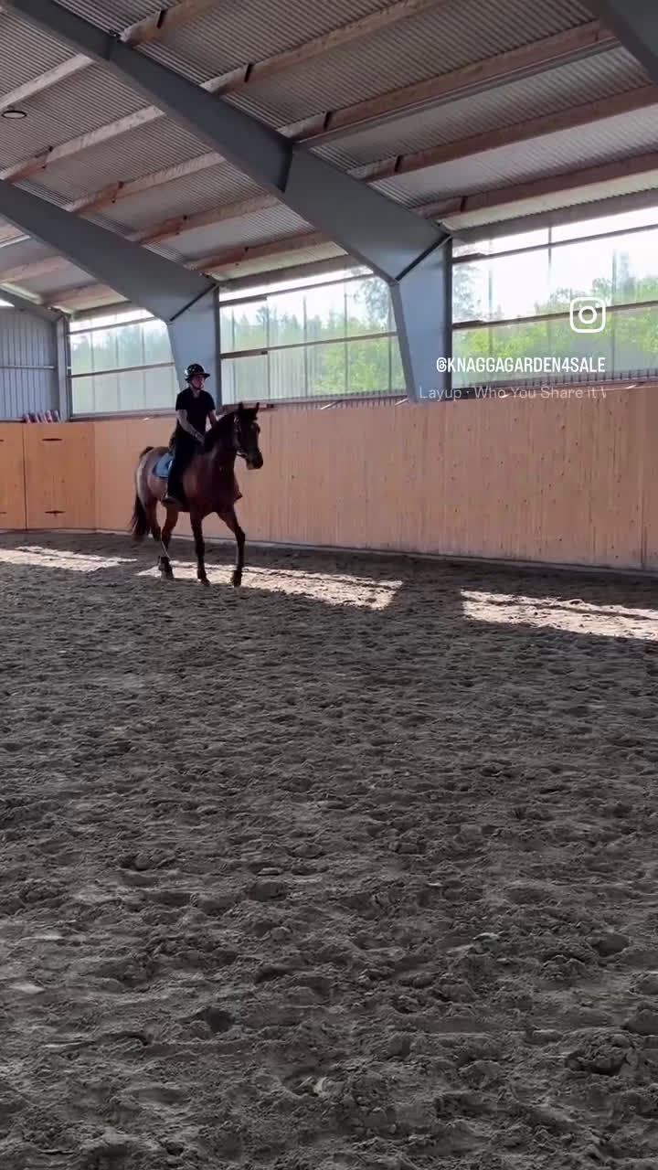 Hoppning hästar till salu: När namnet passar 😉 i Olofström - Video 1