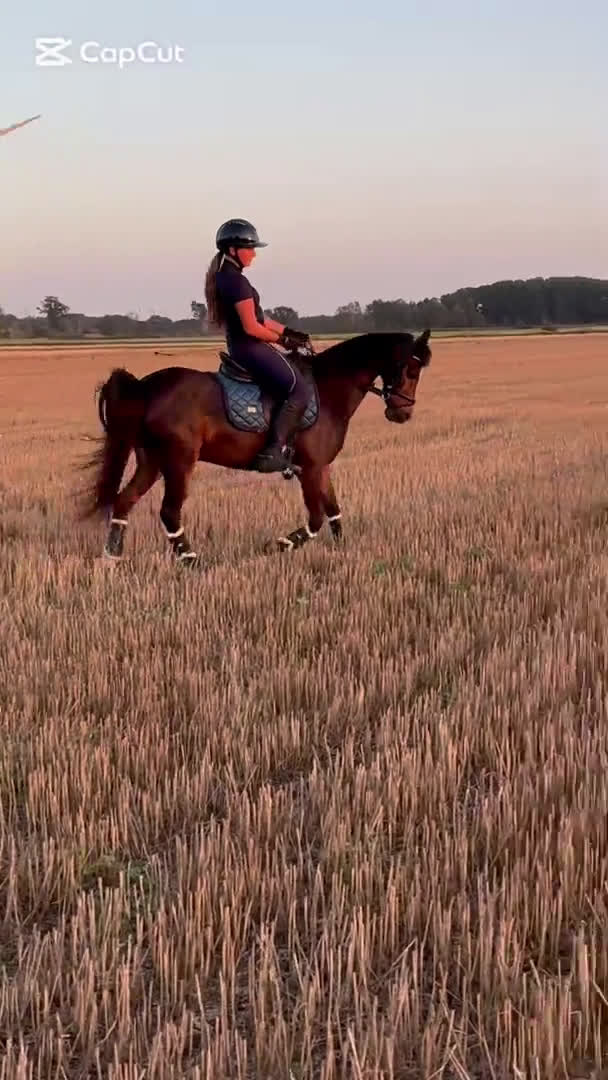 Dressyr hästar till salu: SM-ponny och bästa vän i Sölvesborg - Video 1