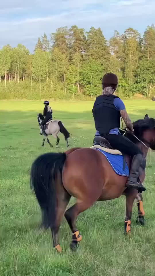 Allround hästar till salu: Allround stark korsning som gillar att hoppa i Söderköping - Video 4