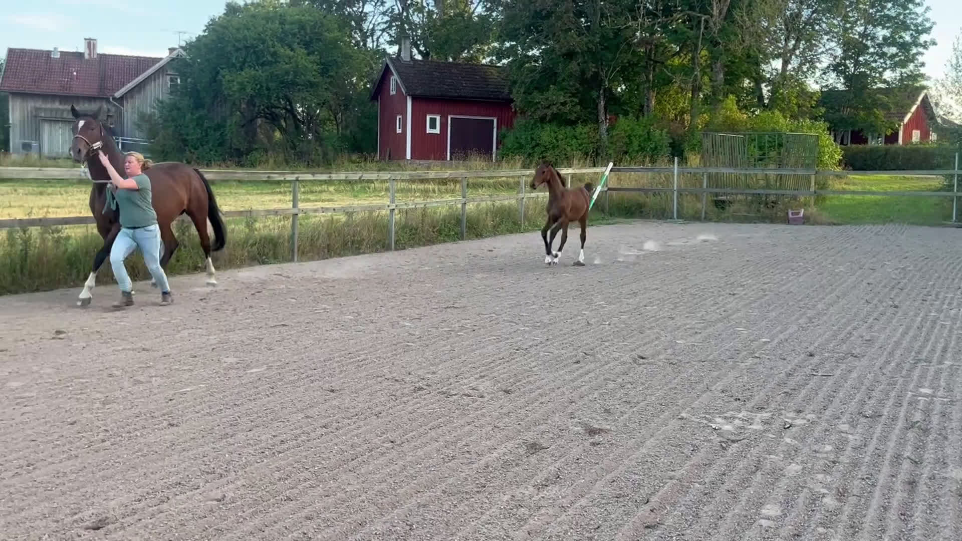 Fälttävlan hästar till salu: Prissänkt! Sto -25 Fälttävlansämne, supersocial! i Väring - Video 3