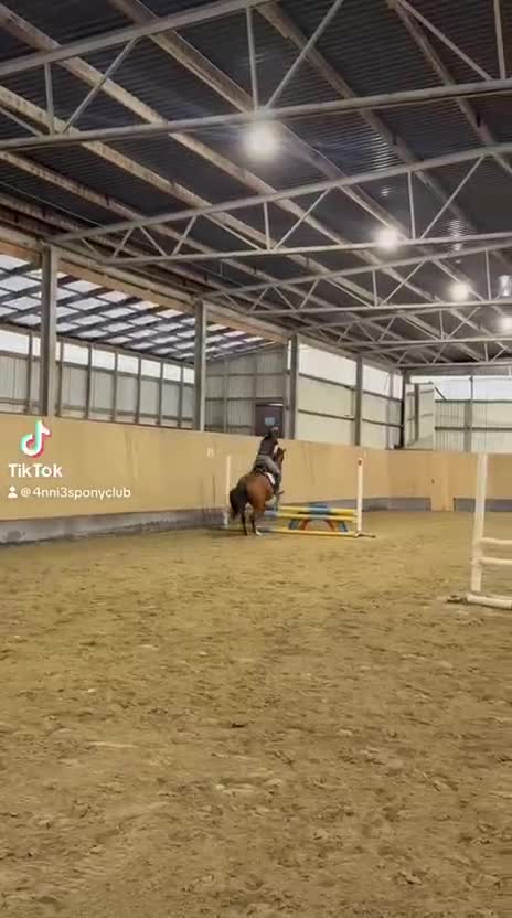 Allround hästar till salu: Fantastisk ponny - Video 4