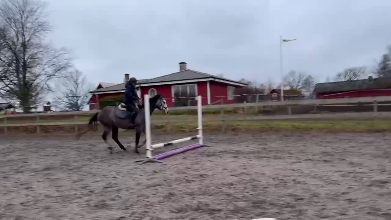 Allround hästar till salu: En riktigt prins  i Skara - Video 2
