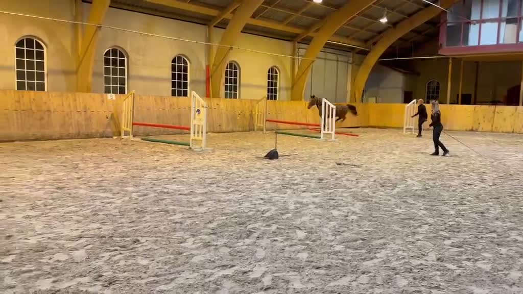 Hoppning hästar till salu: Lovande svenskfött sto med framtidspotential ✨ - Video 1