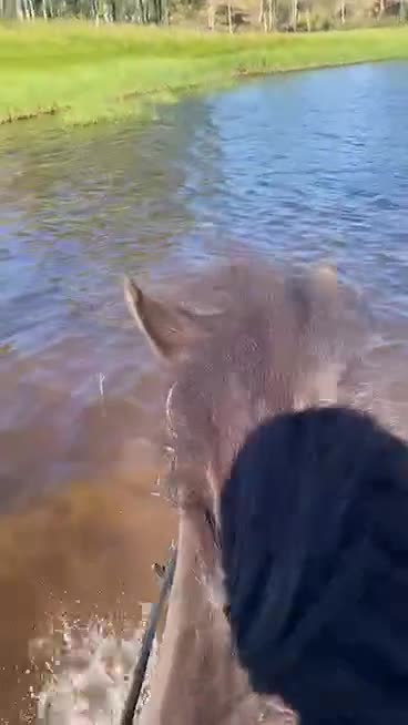 Island hästar till salu: Skogsmulle letar ny familj i Transtrand - Video 2