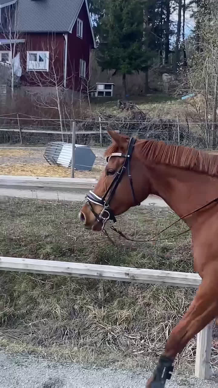 Allround hästar till salu: Drömhäst till Salu - Video 4