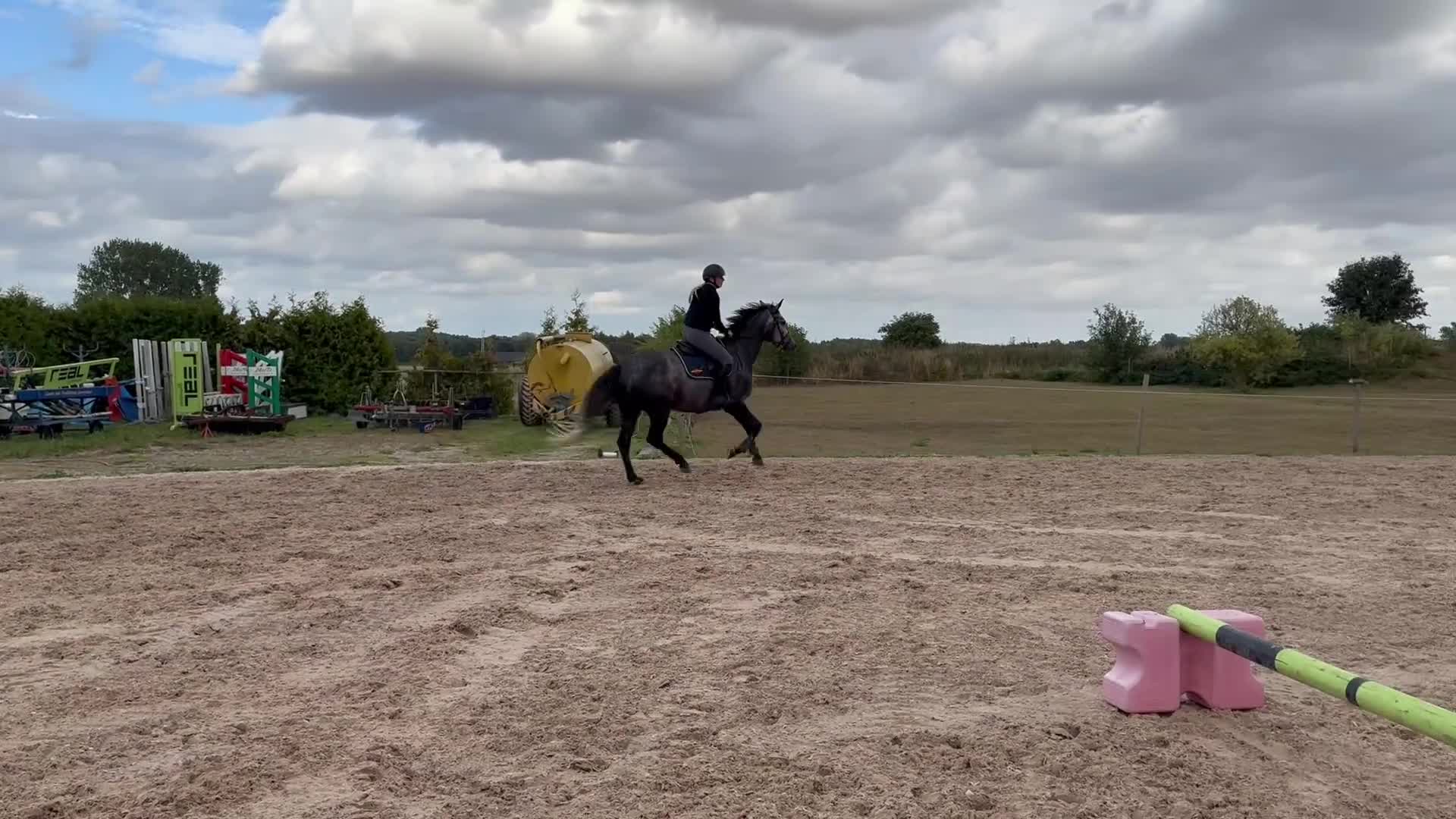 Hoppning hästar till salu: Unghäst för framtiden  - Video 2